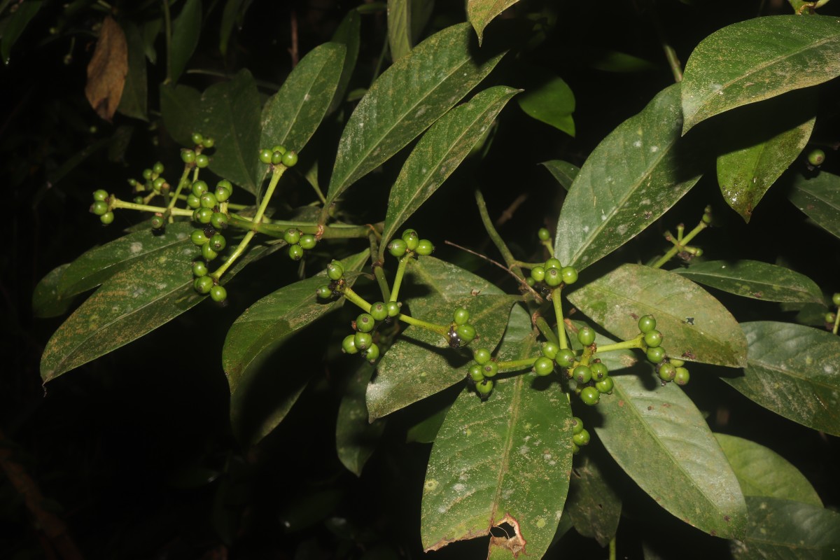 Psychotria nigra var. nigra